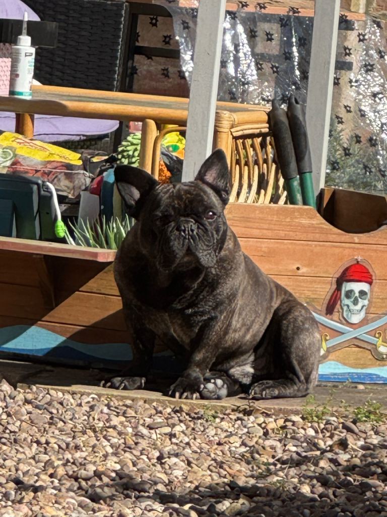 French Bulldog 