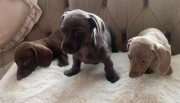 Miniature dachshunds puppies 