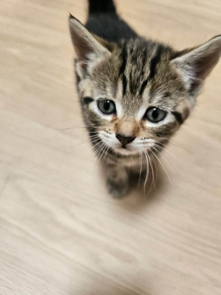 2 boy Kitten for Sale