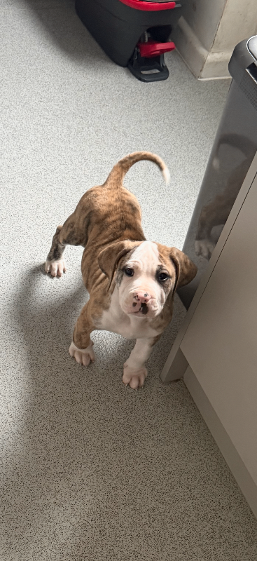 9 weeks old puppy for sale 
