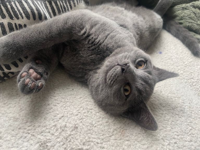 British shorthair kitten