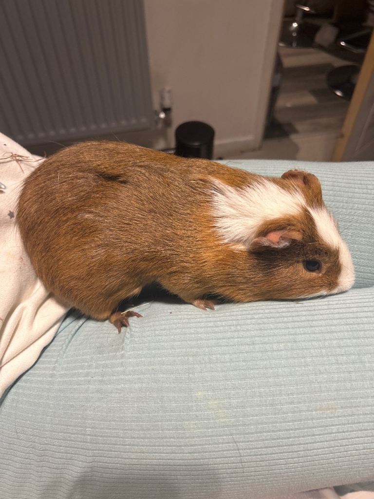 Male and female guinea pig