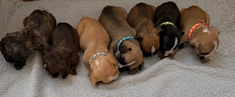 Gorgeous Frenchel puppies (Frenchie x cavalier)