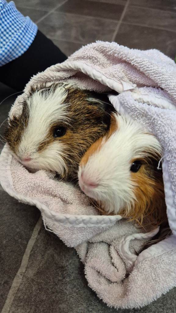 2 male guinea pigs
