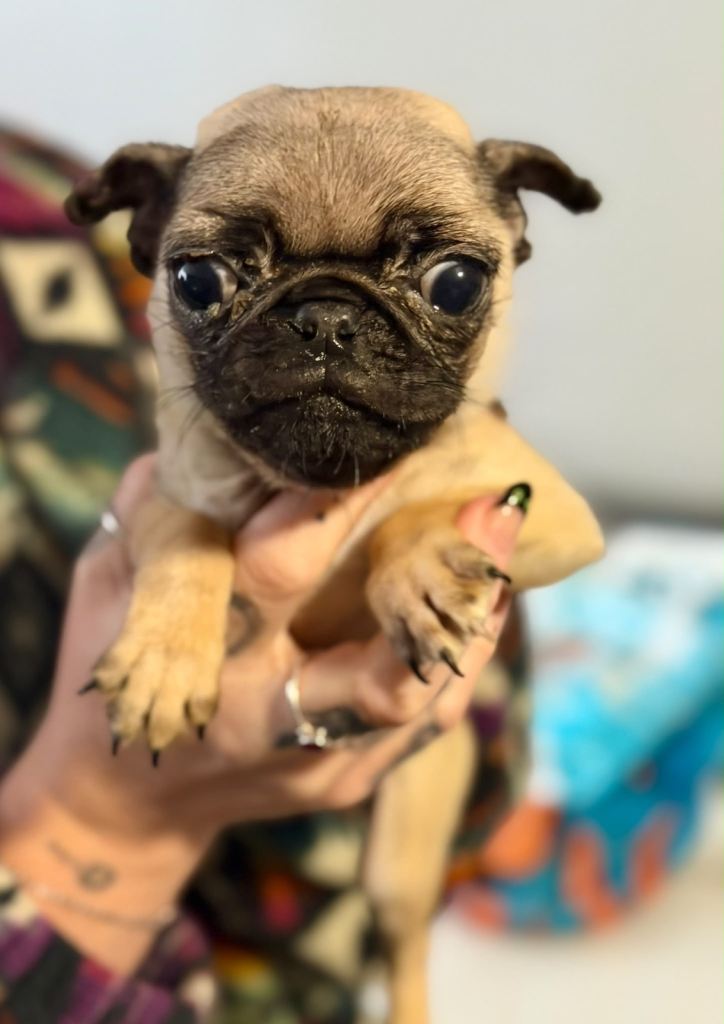 Pedigree Pug Female