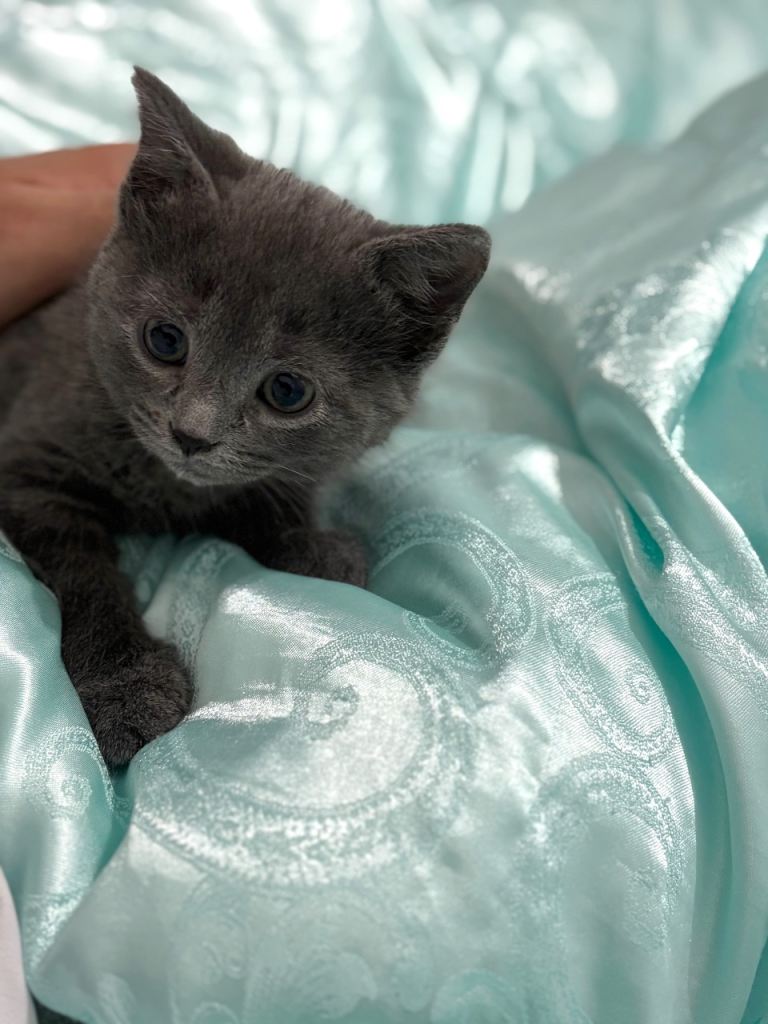 🐾 Adorable 8-Week-Old British Shorthair Kitten – Ready for a Loving Home 🐾