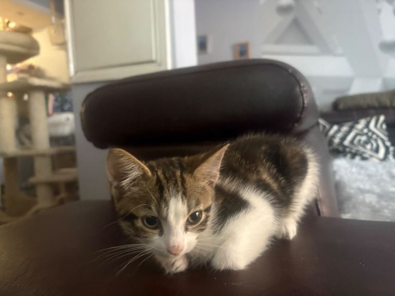 Mixed cats 