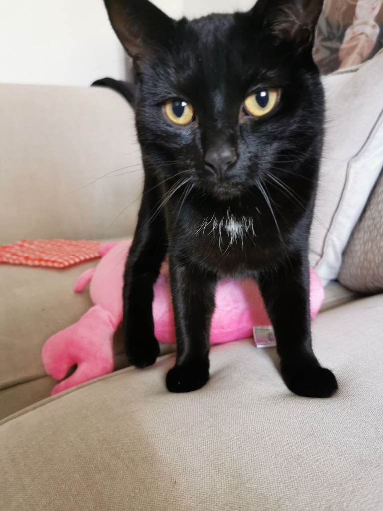 Looking for a loving family 