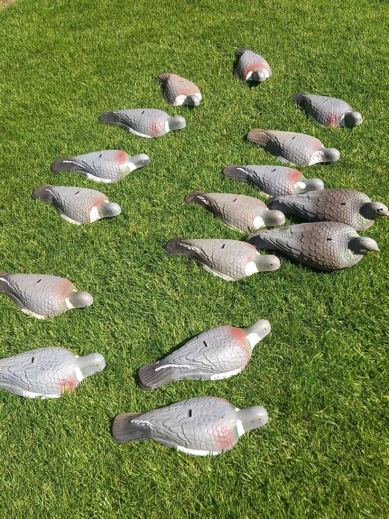 Decoy pigeons 