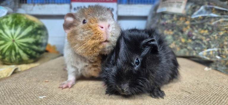 Baby teddy guinea pigs