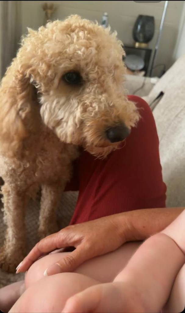 1 year old cockapoo