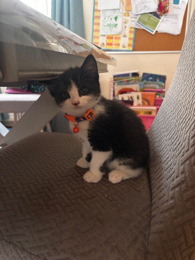 Adorable Mixed Breed Kitten and  mother cat