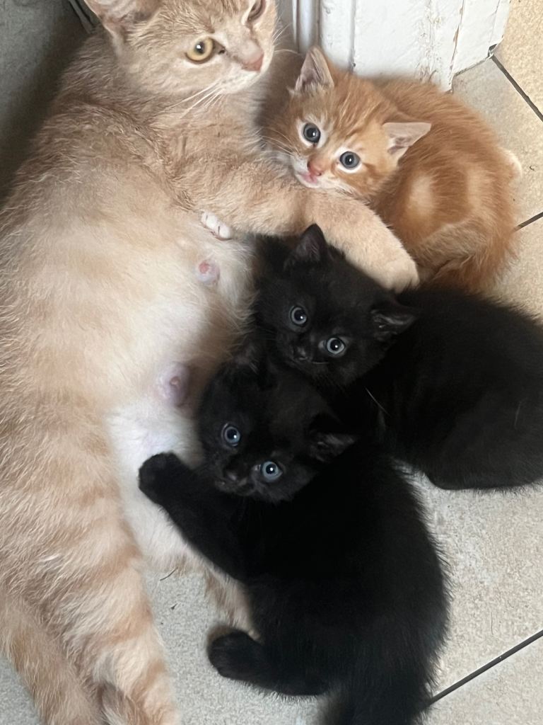3 kittens for sale 