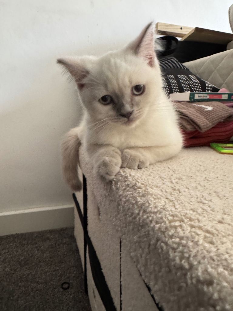 Kitten 