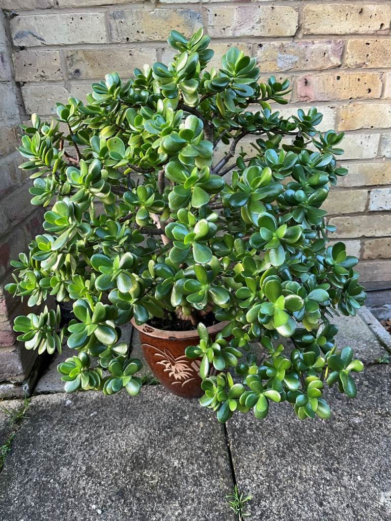 Large Money Tree Plant in Decorative Pot