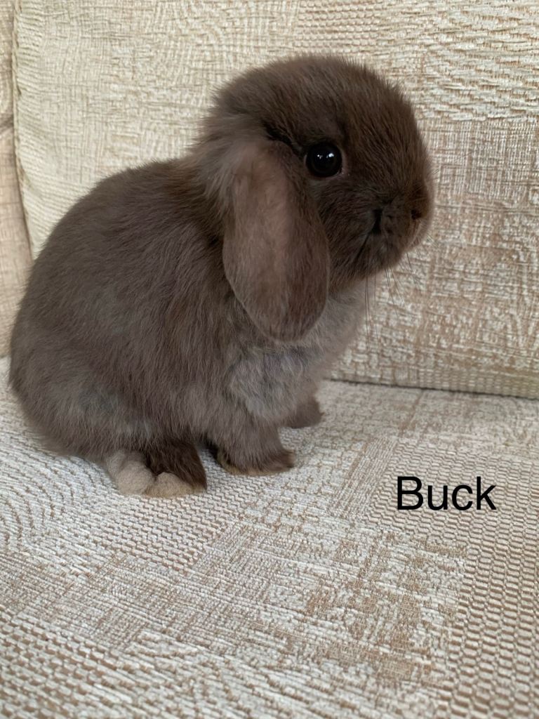 Mini lop rabbits