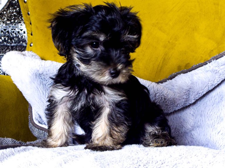 Morkie-Poo puppies