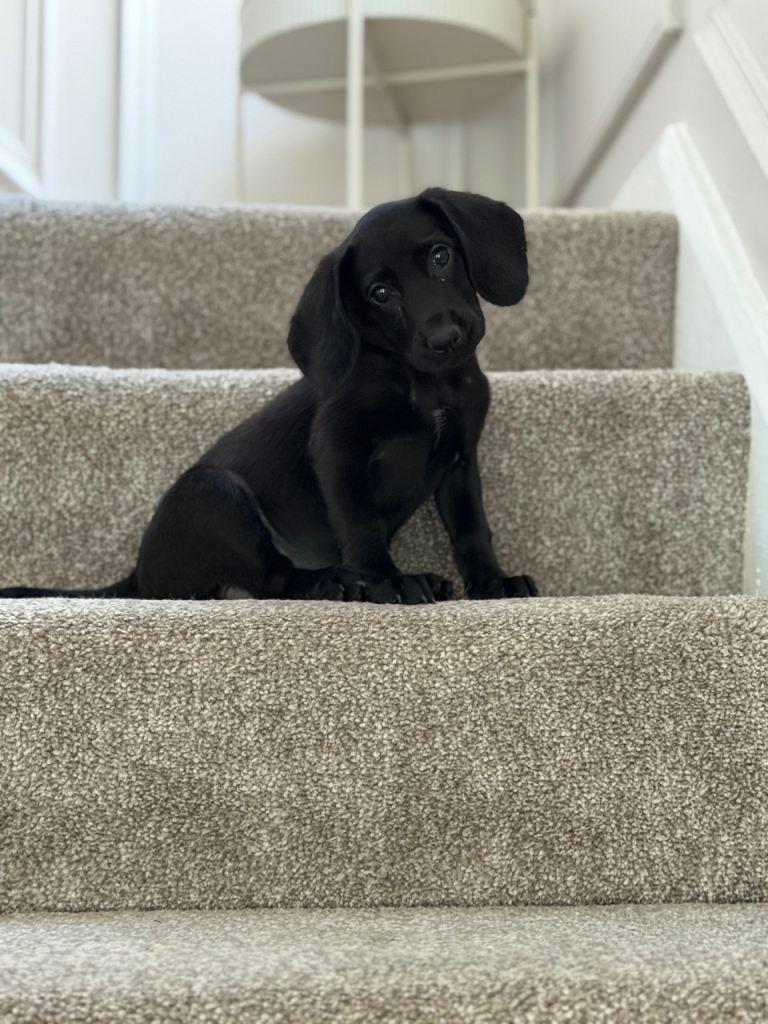 Cocker spaniel pup