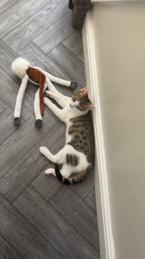 Female Kitten 20 week For Sale