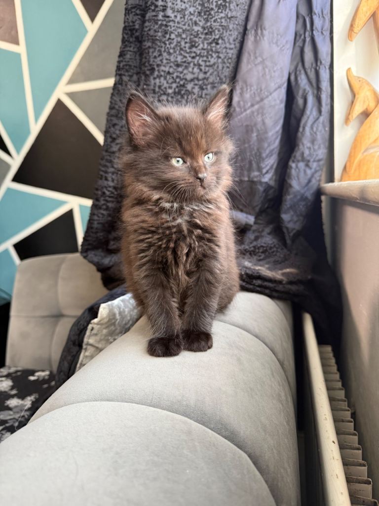 Maine coon x British shorthair Kittens