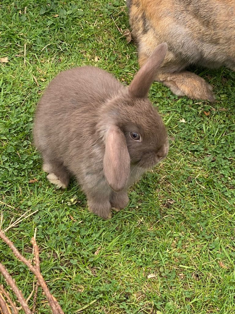 Mini lop Baby Rabbits