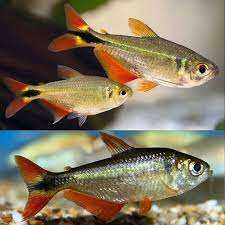 8x Buenos Aires tetra fish for sale