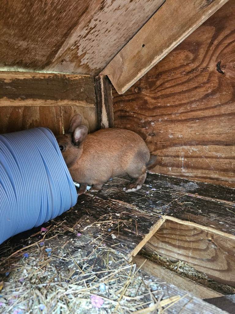 “2 Beautiful Male Rabbits Looking for a New Home 🐰”
