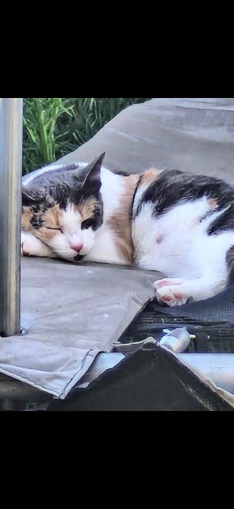 2 female cats 1&2 years
