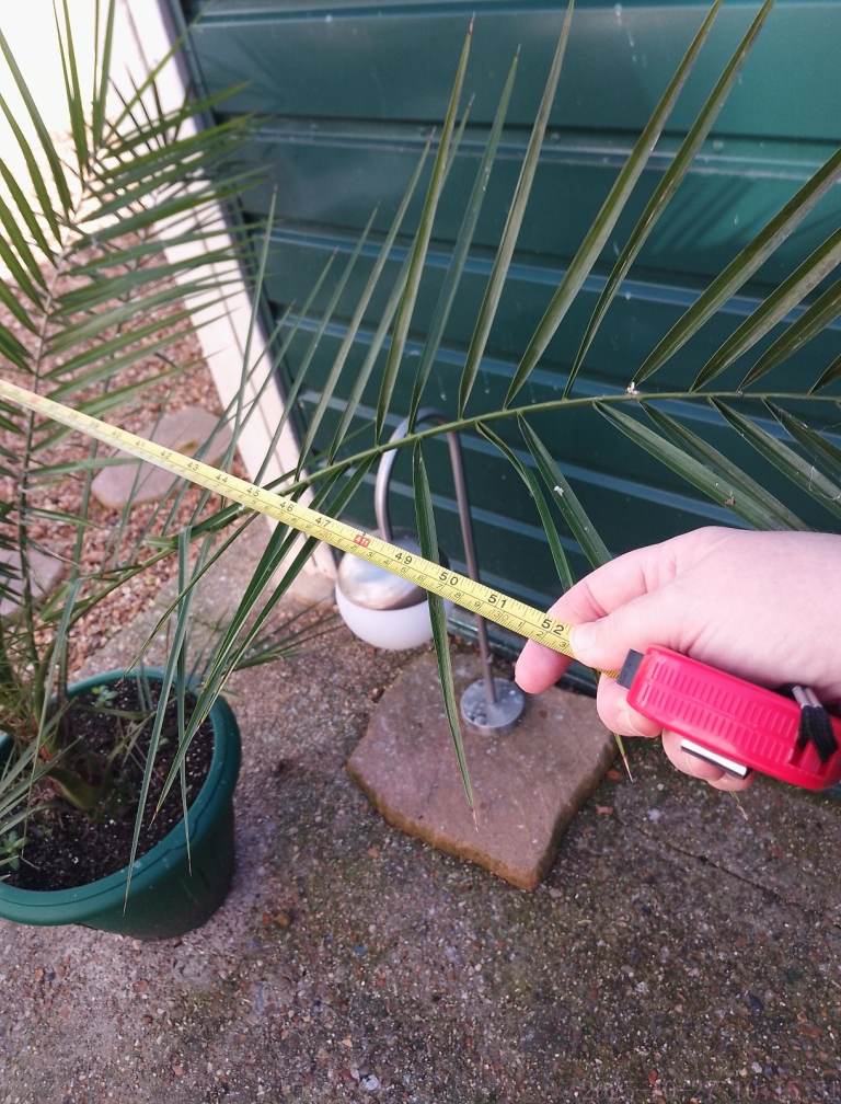 Large palm , lovely condition collect only BH8 