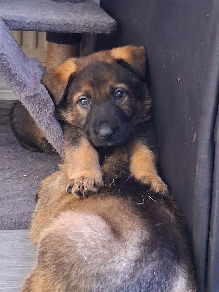 Approved GSD PUPPIES 650£ SABLE, BLACK AND TAN,see all photos