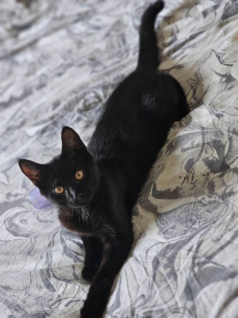 Looking for a loving home 