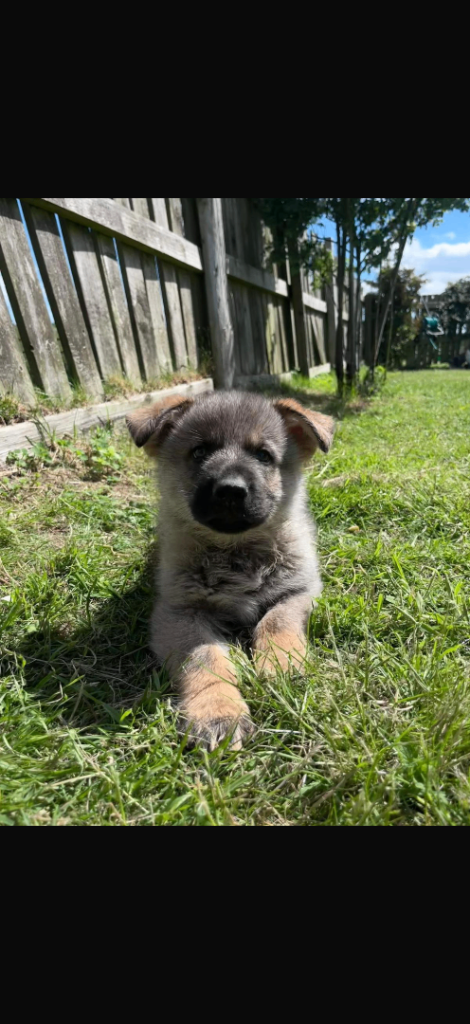 German shepherd puppies