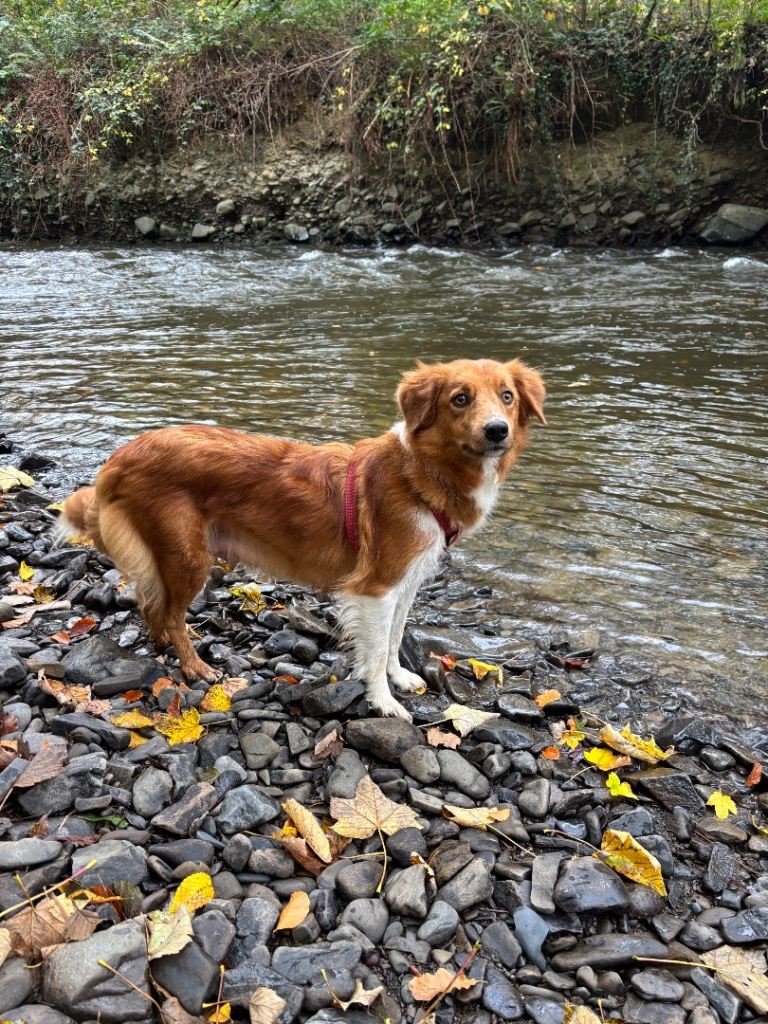 Handsome Welsh sheepdog x border collie puppy