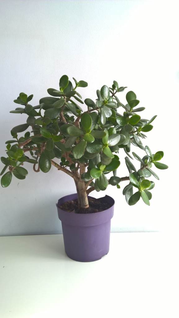 19 Years Old Money Tree/Jade Plant Succulent Bonsai.