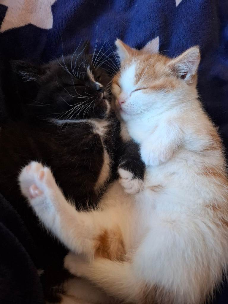2 male kittens