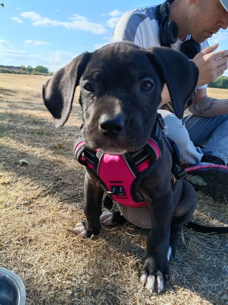 Puppy for sale 