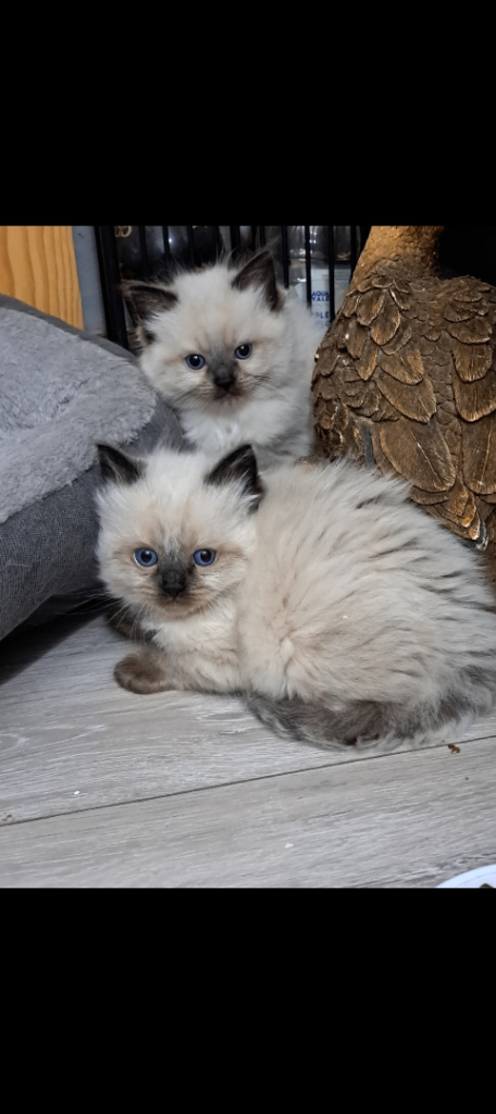 1 male ragdoll kitten