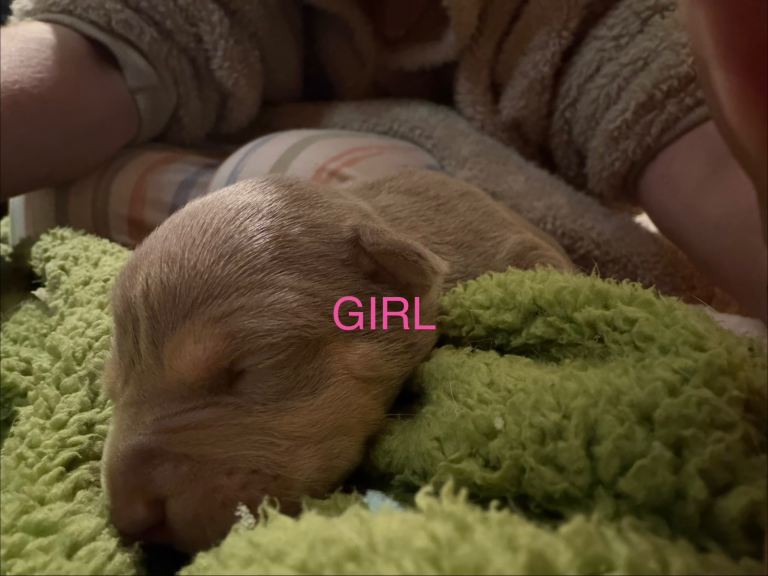 American bully puppies