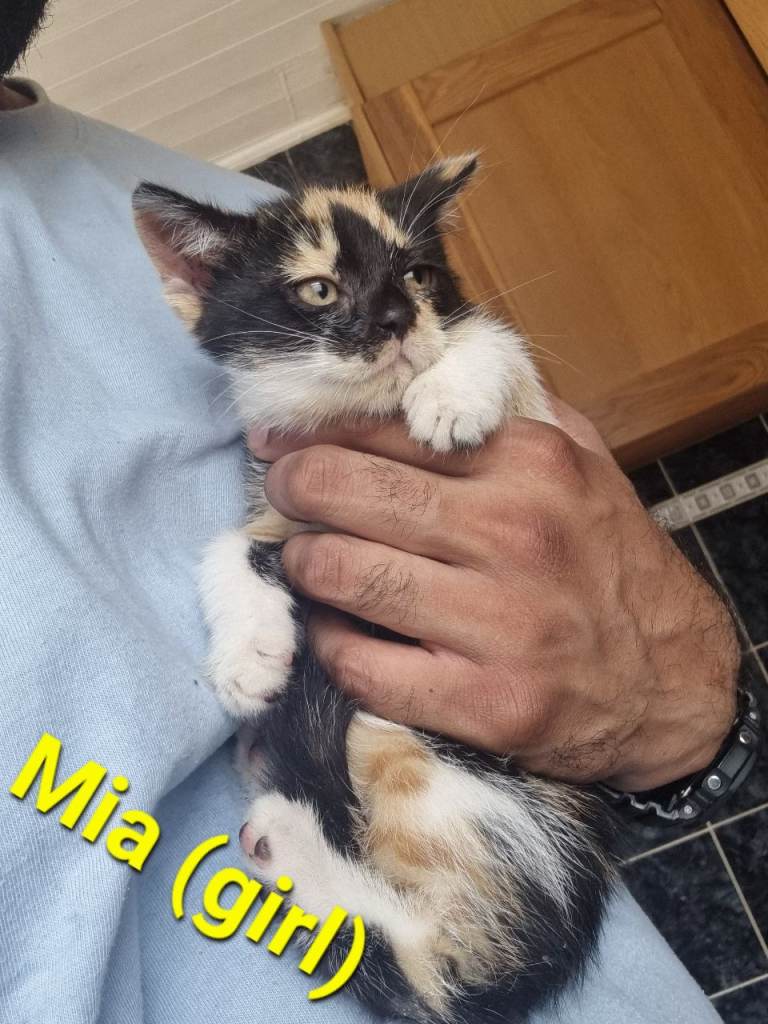 Stunning Kittens (can deliver)