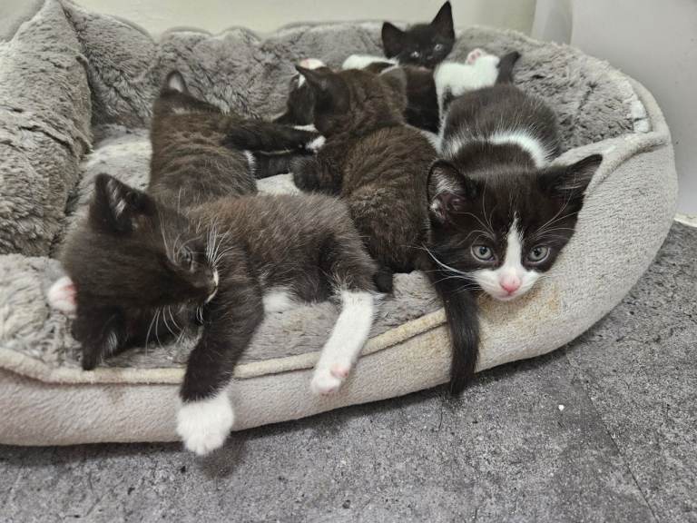 Kittens ready for forever home 