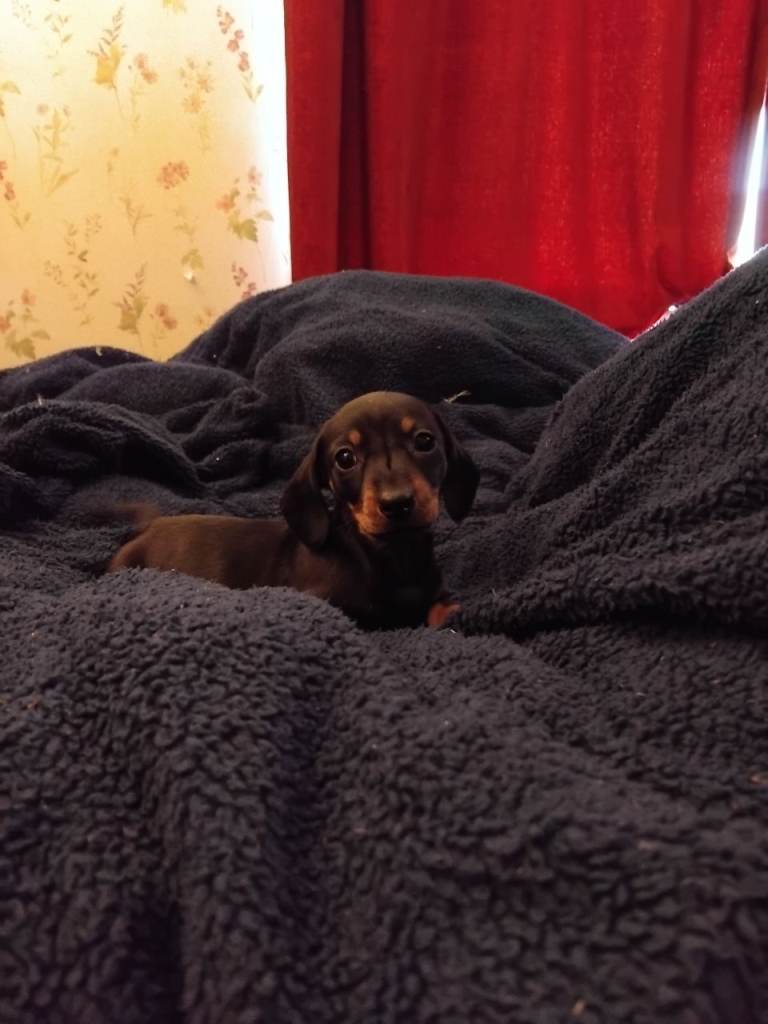 Miniature dashchund 