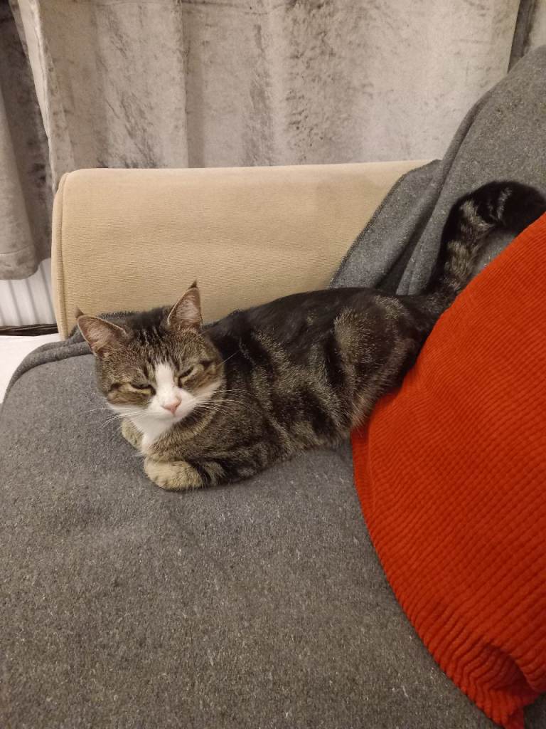 Beautiful,  affectionate cat looking for his forever home 