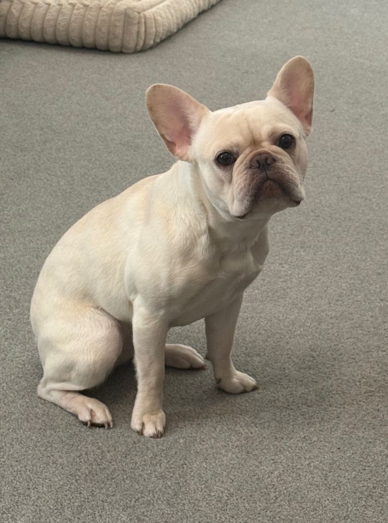 French bulldog puppy for sale