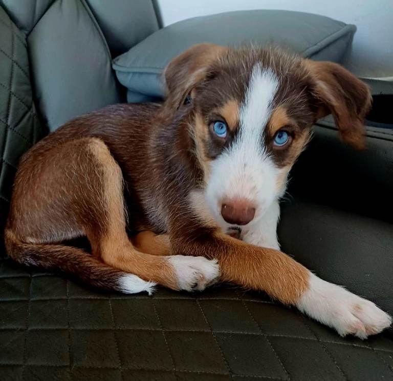 Huskypoo 