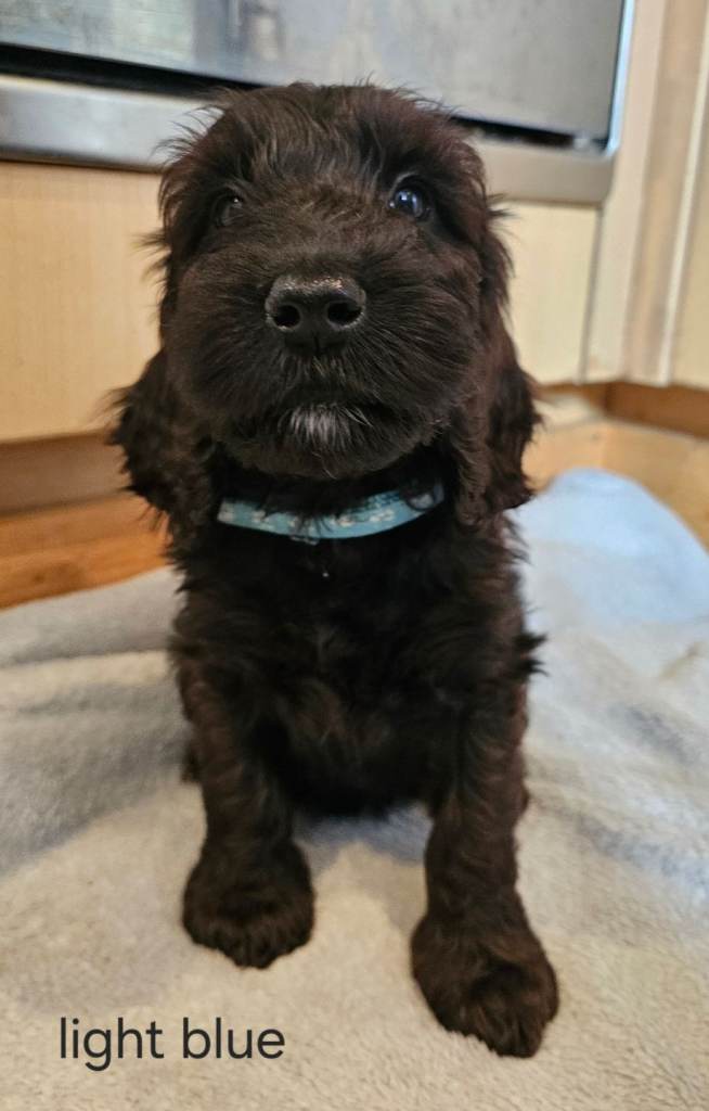 LAST BOY AVAILABLE F1 Cockapoo Puppies 