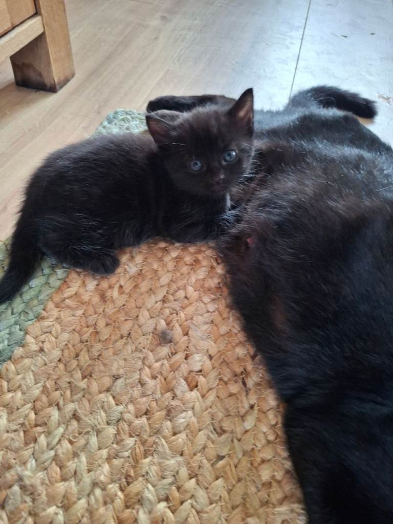 4 kittens