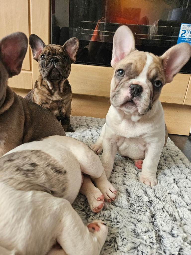 Beautiful French Bulldog puppies ready for their forever homes 🐶❤️ 