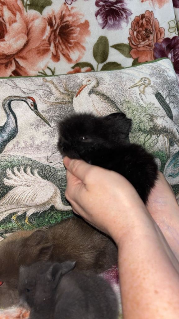 Beautiful baby rabbits  (not ready for pick up yet)