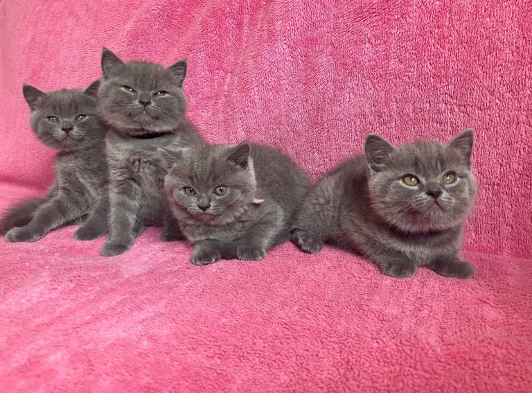 💙 British shorthair ❤️