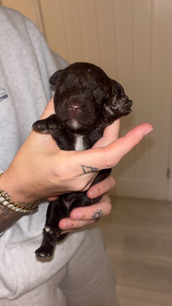 Miniature labradoodles for sale PHANTOM